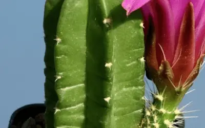 Echinocereus Viereckii