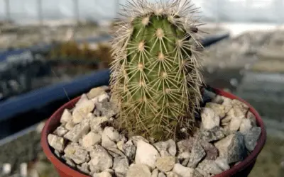 Echinocereus Viridiflorus