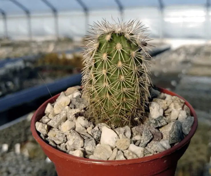 Echinocereus Viridiflorus