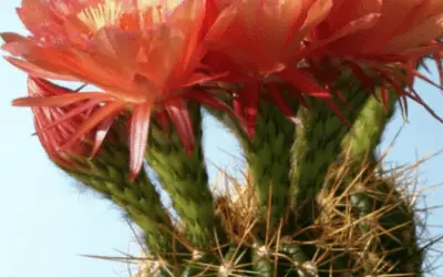 Echinopsis ‘Graser’s Schonste’