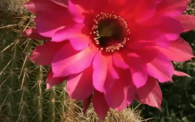 Echinopsis ‘Windigo’