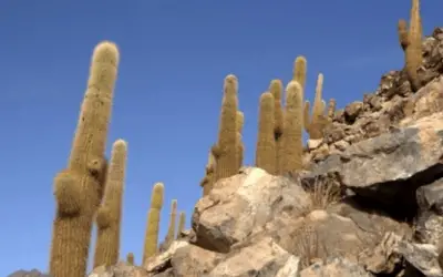 Echinopsis Atacamensis ‘Cardon Grande’