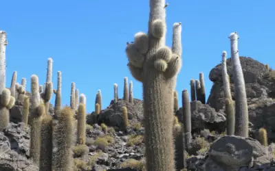 Echinopsis Atacamensis Subsp. Pasacana