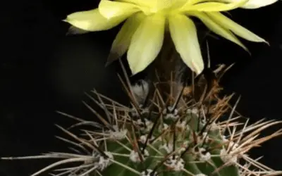 Echinopsis Aurea ‘Golden Easter Lily Cactus’