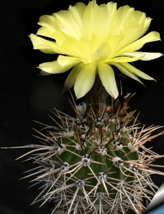 Echinopsis Aurea 'Golden Easter Lily Cactus'