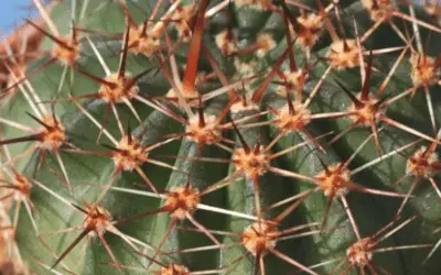 Echinopsis Aurea Var. Dobeana