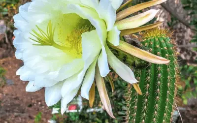 Echinopsis Spachiana ‘Golden Torch’