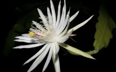 Epiphyllum Hookeri Subsp. Guatamalanse