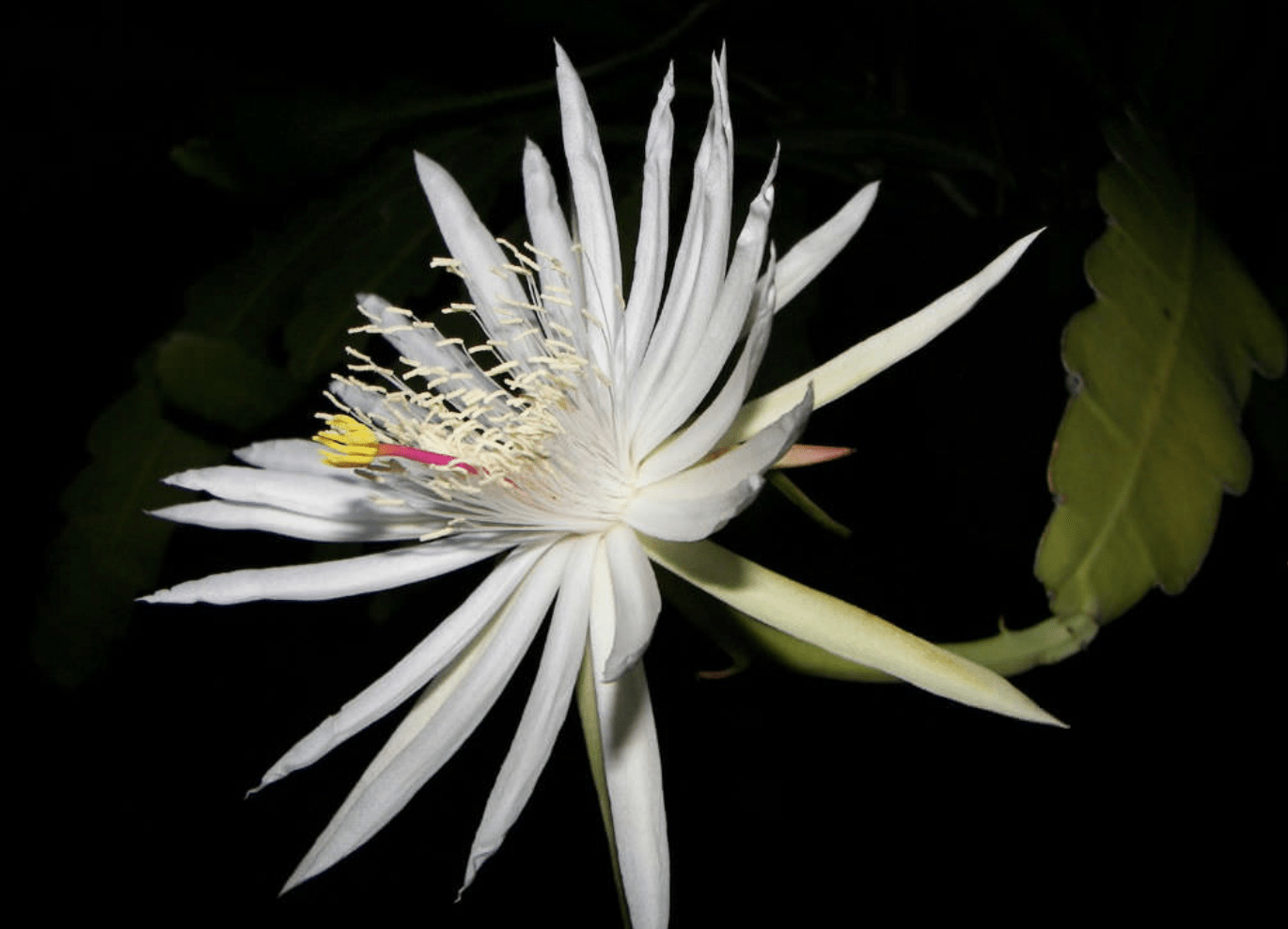 Epiphyllum Hookeri Subsp. Guatamalanse