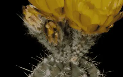 Echinocereus Subinermis