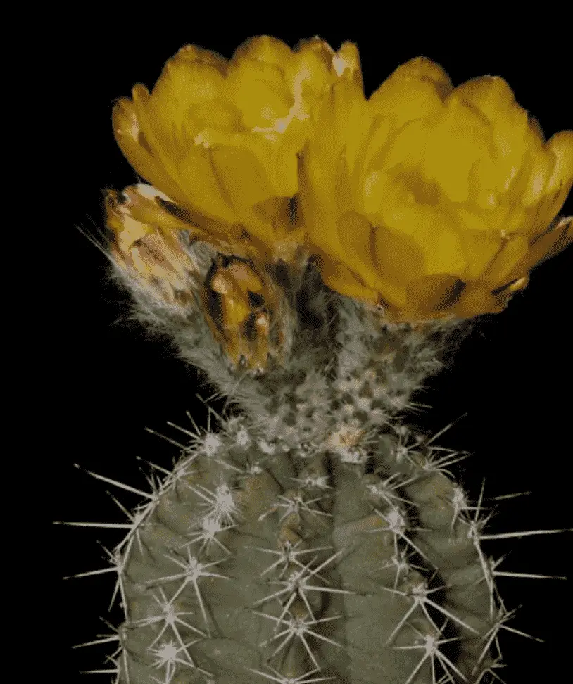 Echinocereus Subinermis