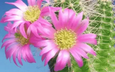 Echinocereus Parkeri