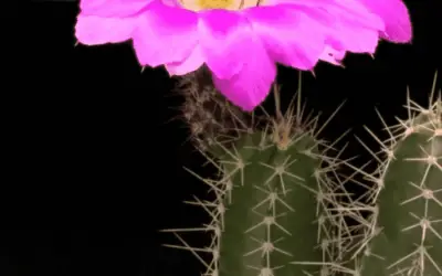 Echinocereus Pentalophus ‘Lady Finger Cactus’