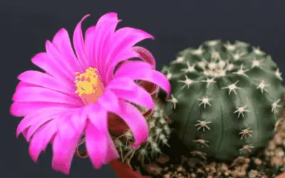 Echinocereus Pulchellus