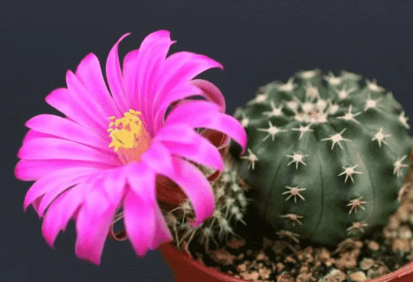 Echinocereus Pulchellus