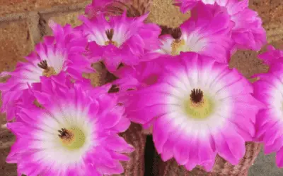 Echinocereus Rigidissimus Subsp. Rubispinus