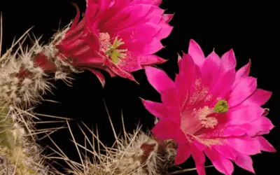 Echinocereus Scheeri