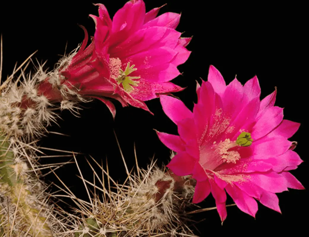 Echinocereus Scheeri