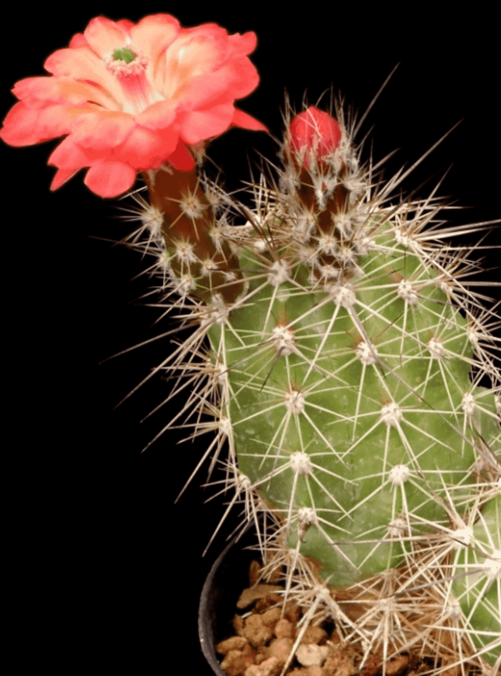 Echidopsis Coccineus