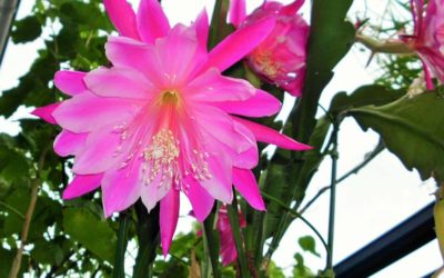 Epiphyllum Pegasus ‘Pegasus Orchid Cactus’