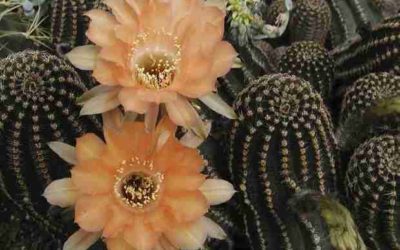 Echinopsis ‘Orange Paramount’