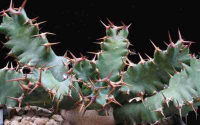 Euphorbia Umfoloziensis