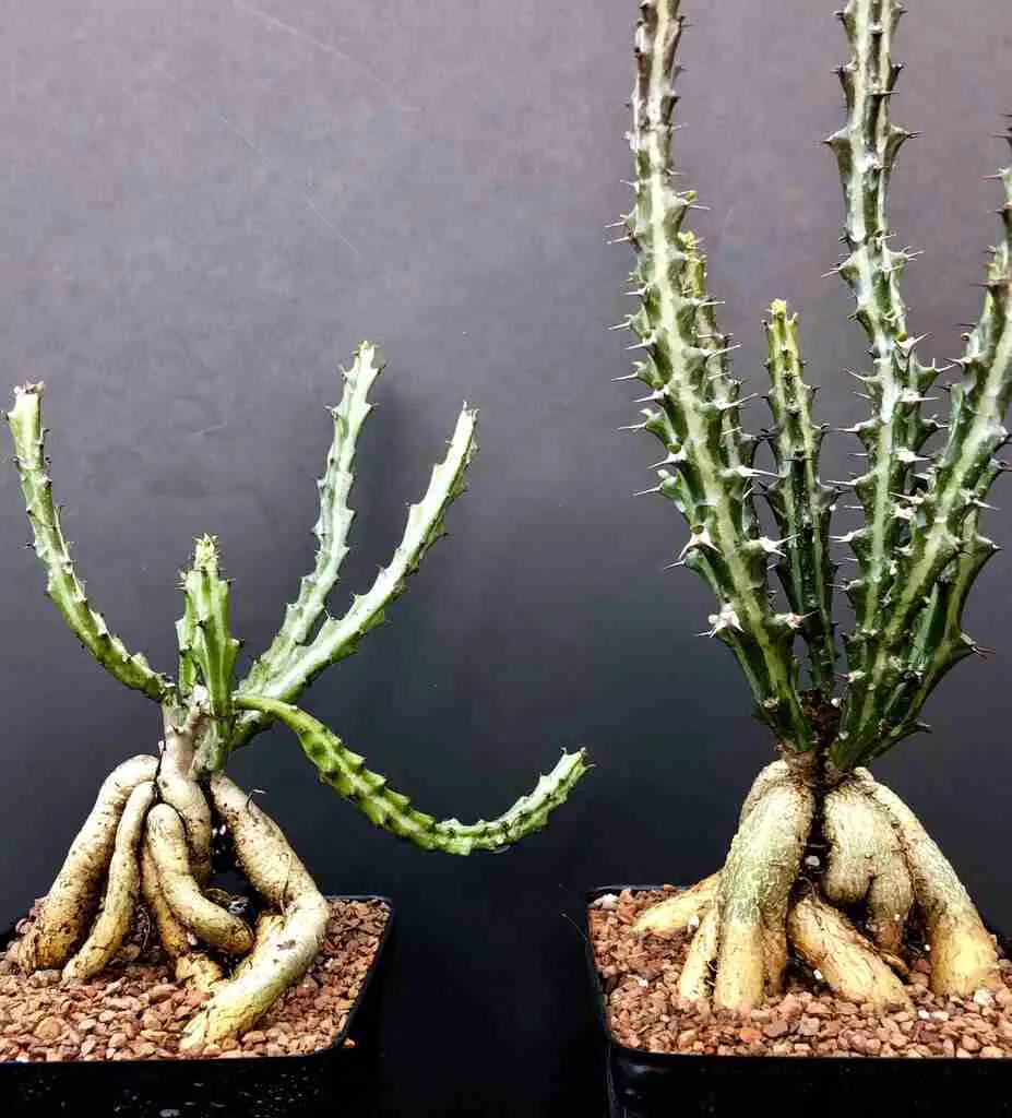 succulent Euphorbia knuthii