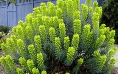 Euphorbia Characias ‘Mediterranean Spurge’