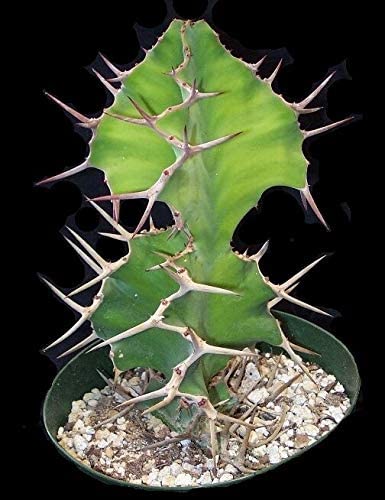 Euphorbia ‘Zig Zag’