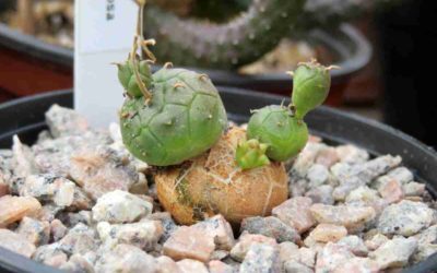 Euphorbia Globosa ‘Globose Spurge’