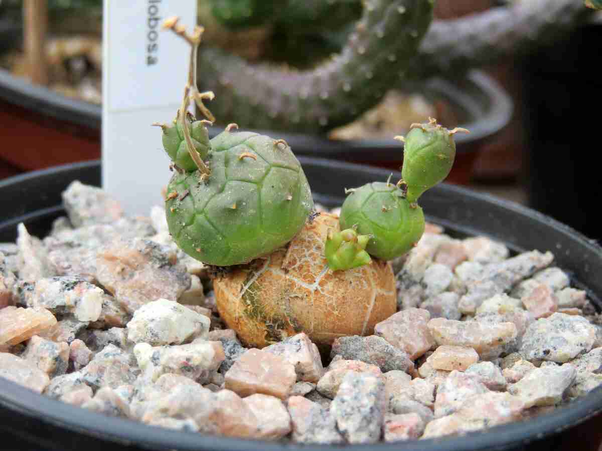 Euphorbia Gottlebei