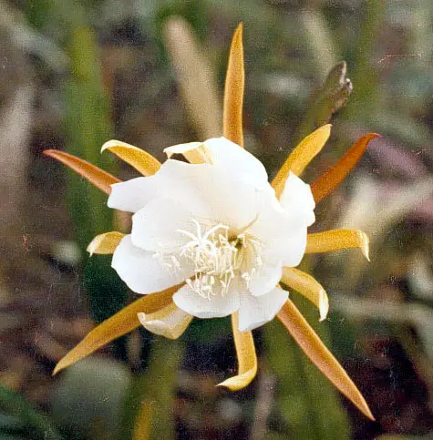 Epiphyllum Laui 'Orchid Cactus'