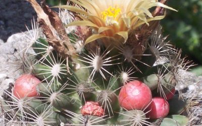 Escobaria Missouriensis ‘Missouri Foxtail Cactus’