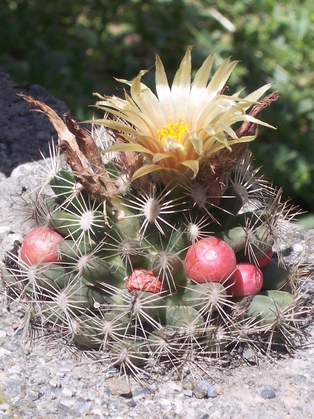 Escobaria Missouriensis 'Missouri Foxtail Cactus'