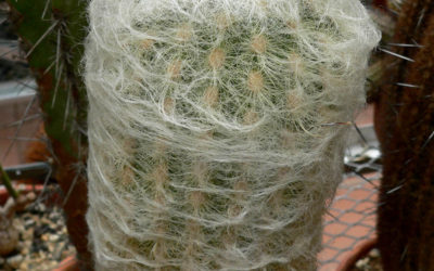 Espostoa Lanata ‘Peruvian Old Man Cactus’