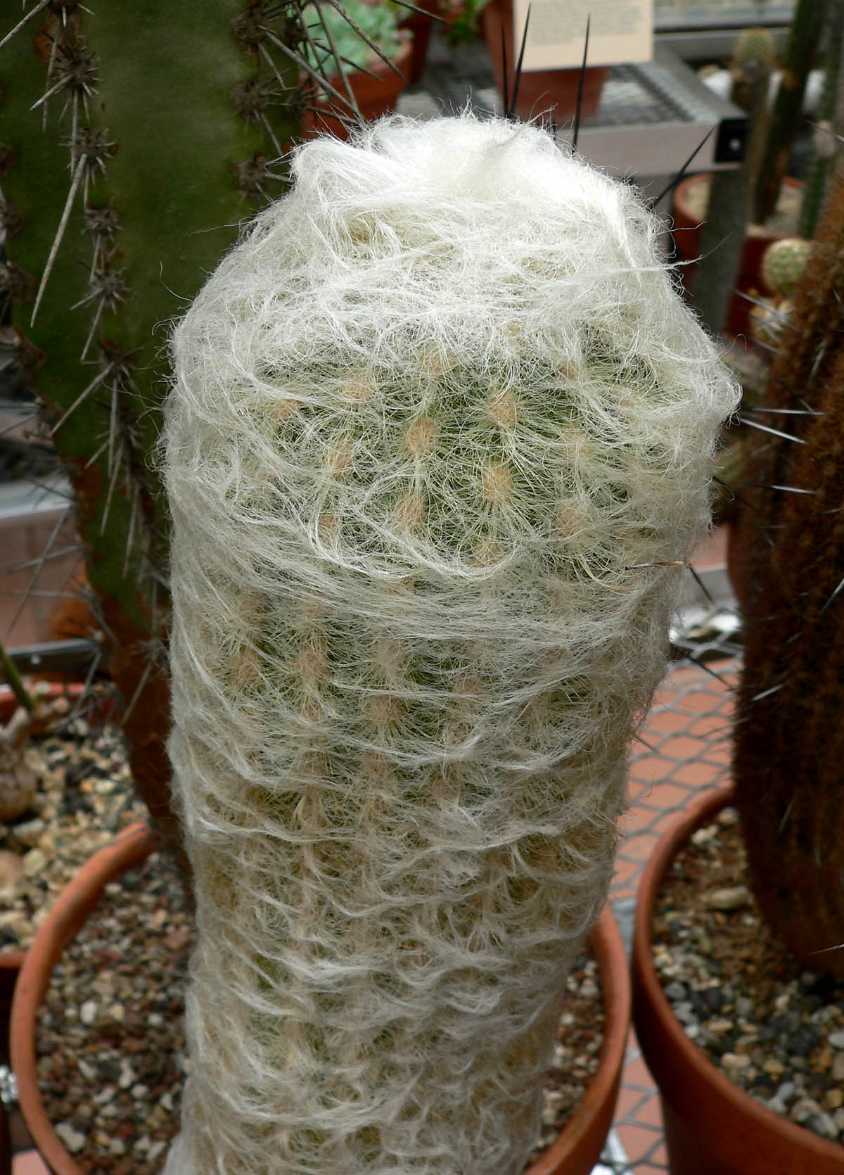 Espostoa Lanata 'Peruvian Old Man Cactus'