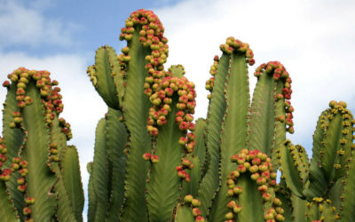 Euphorbia Abyssinica ‘Desert Candle’