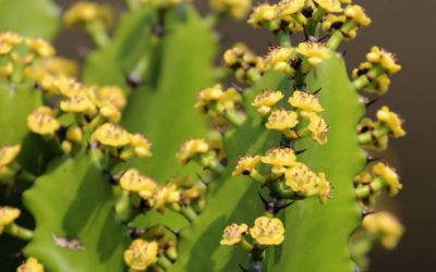 Euphorbia Antiquorum ‘Antique Spurge’