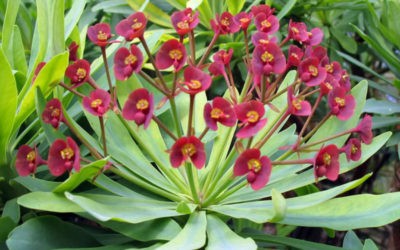 Euphorbia Atropurpurea