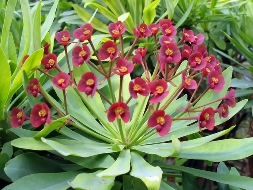 Euphorbia Atropurpurea