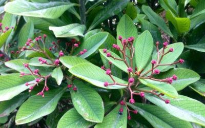 Euphorbia Bicompacta ‘Green African Milk Bush’