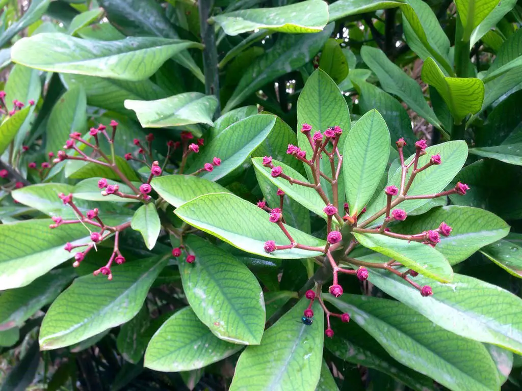 Euphorbia Bicompacta 'Green African Milk Bush'