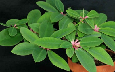 Euphorbia Bongolavensis