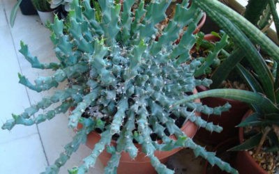 Euphorbia Clivicola