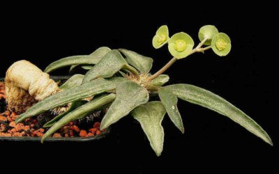 Euphorbia Francoisii