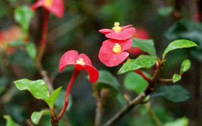 Euphorbia Geroldii ‘Thornless Crown Of Thorns’