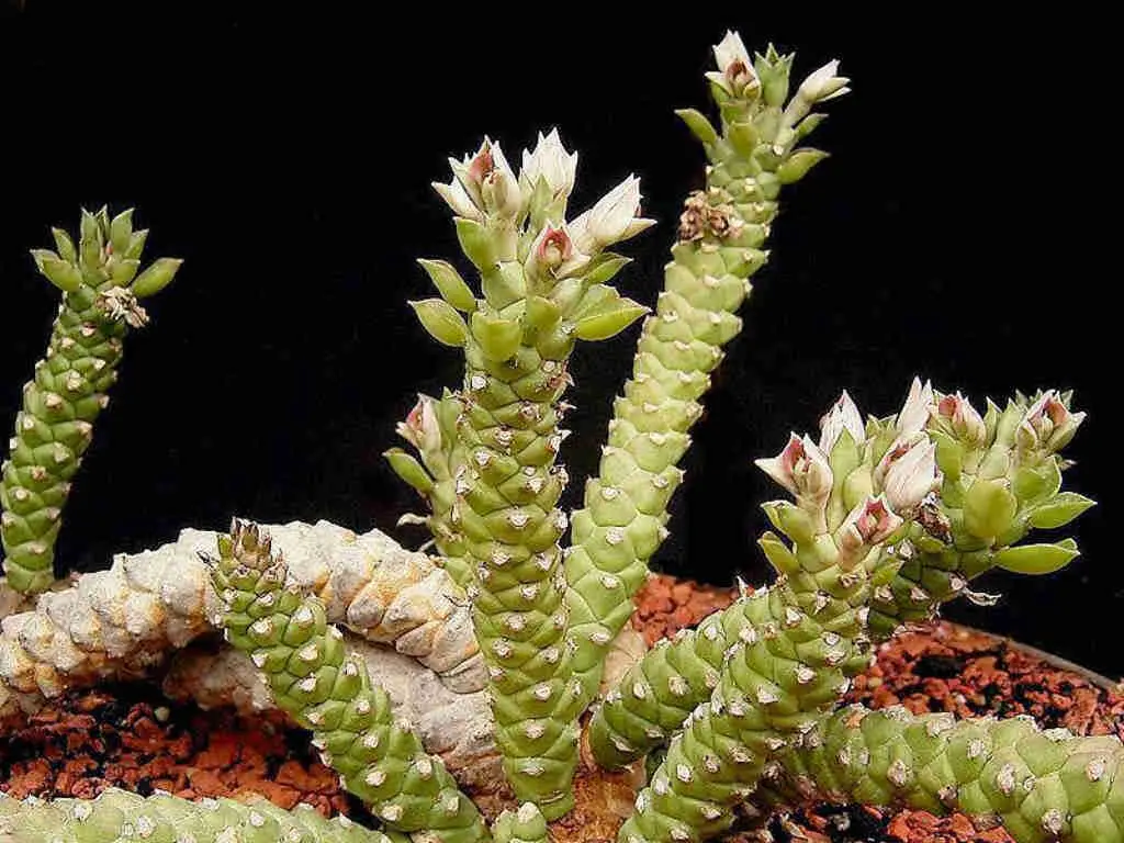 Euphorbia Guentheri 'Sausage Spurge'