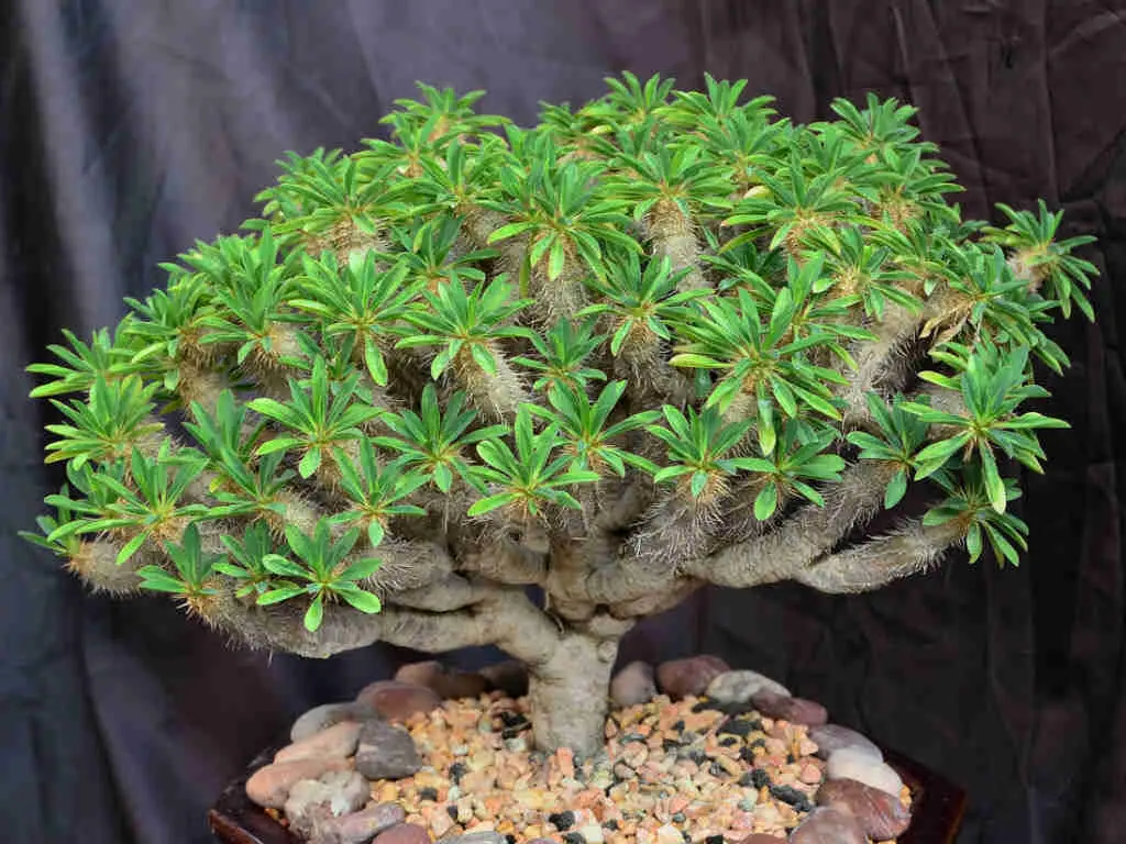 Euphorbia Guillauminiana