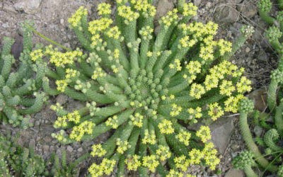 Euphorbia Inermis Var. Huttonae