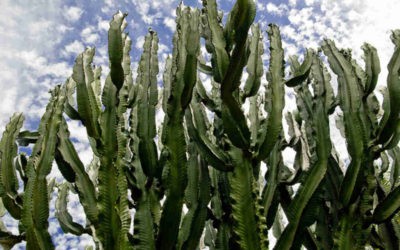 Euphorbia Ingens ‘Candelabra Tree’